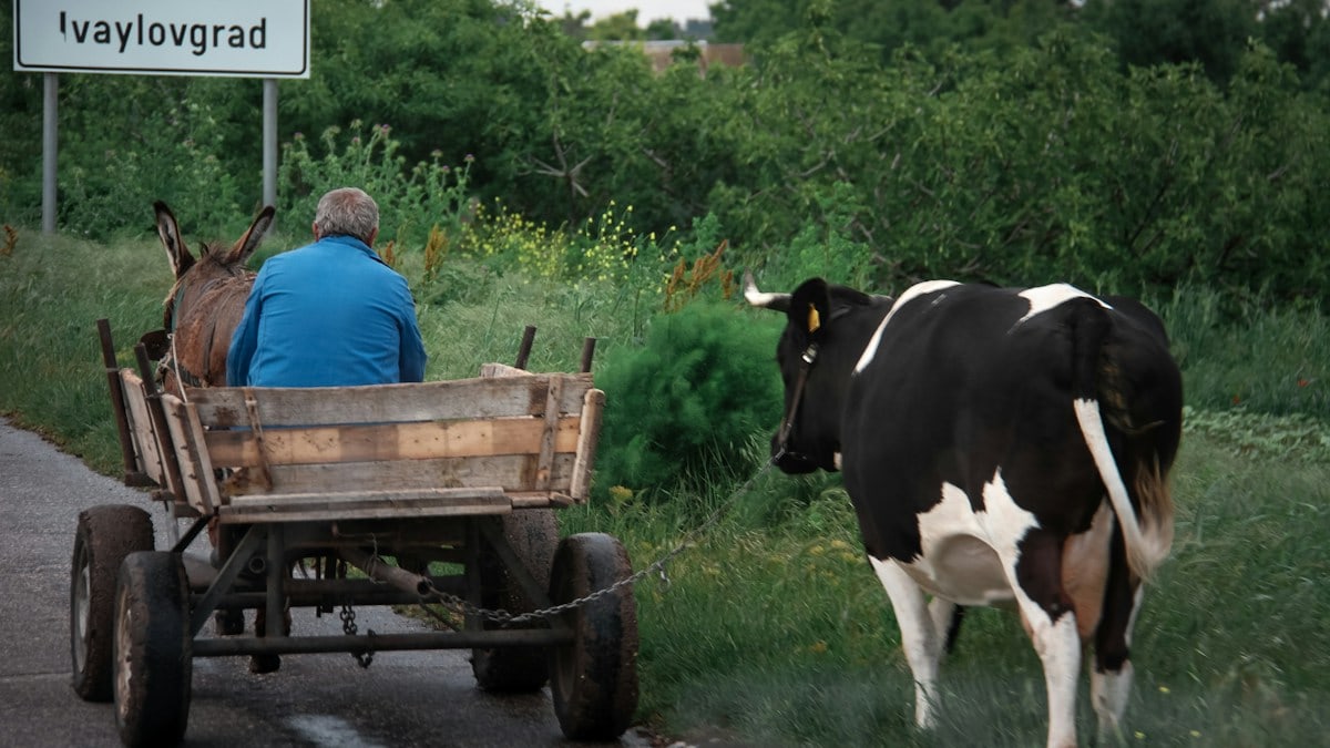 a black and white cow pulling a wooden cart